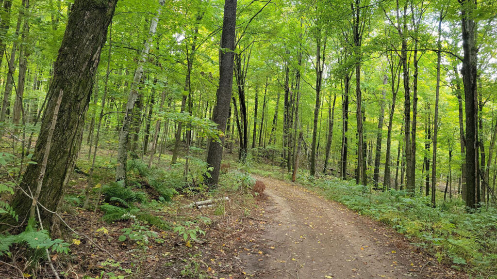 Dual-track trail in the Ganaraska Forest