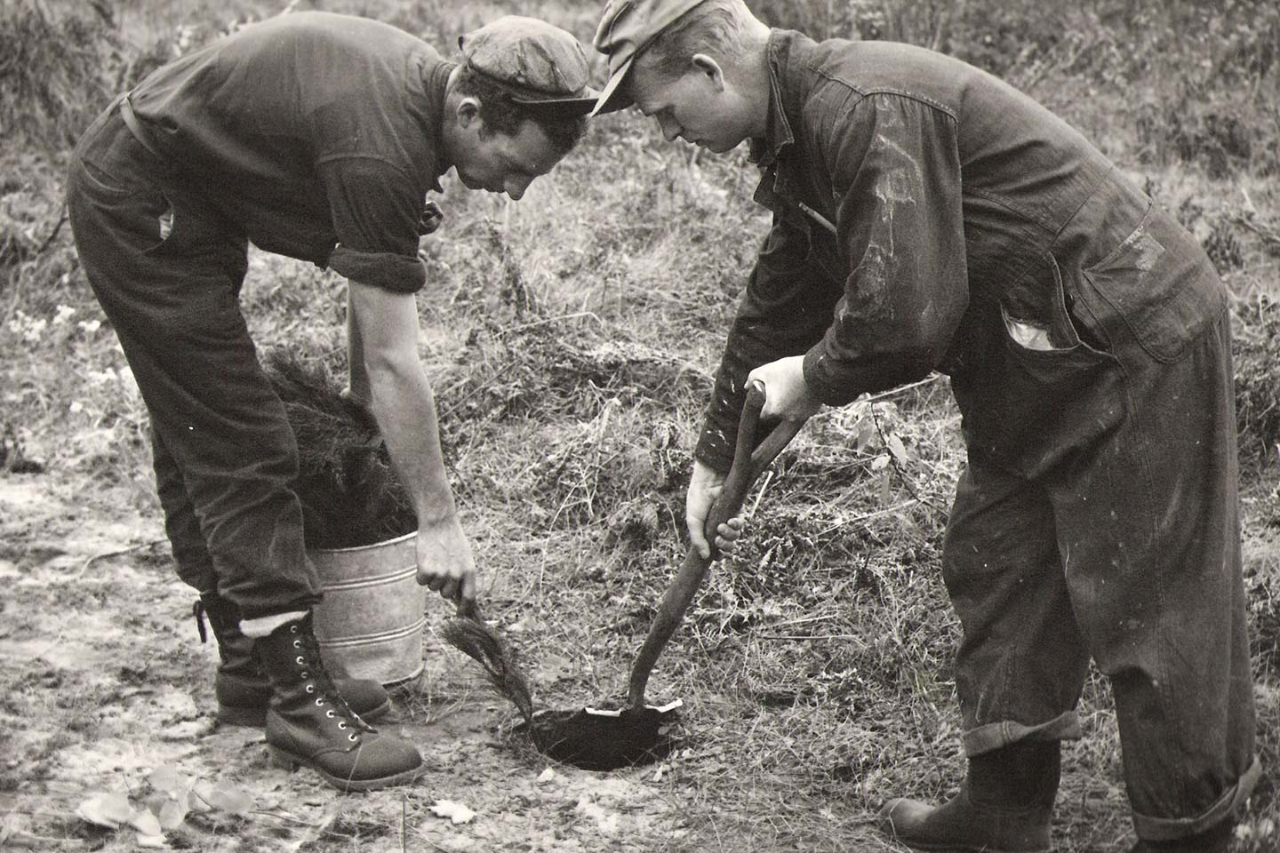 Workers plant some of the first trees in the restoration of the Ganaraska Forest