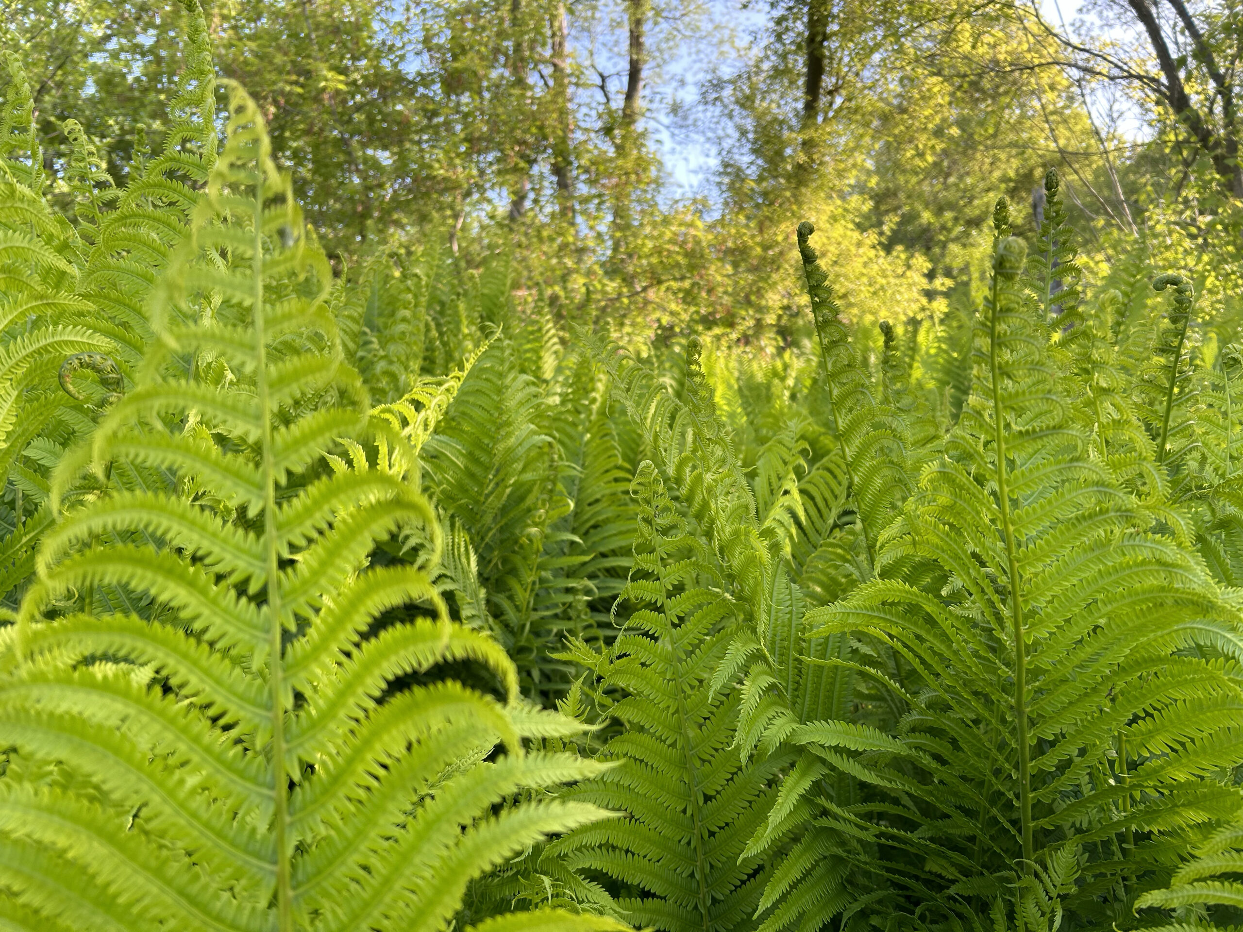 Ostrich-Ferns-IMG_0510 Ostrich-Ferns-IMG_0510