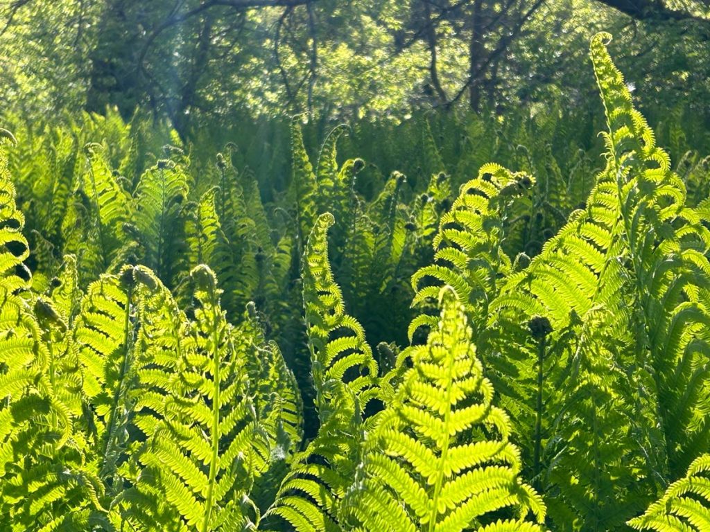 Ostrich-Ferns-IMG_0514 Ostrich Ferns at Ganaraska Millennium Conservation Area