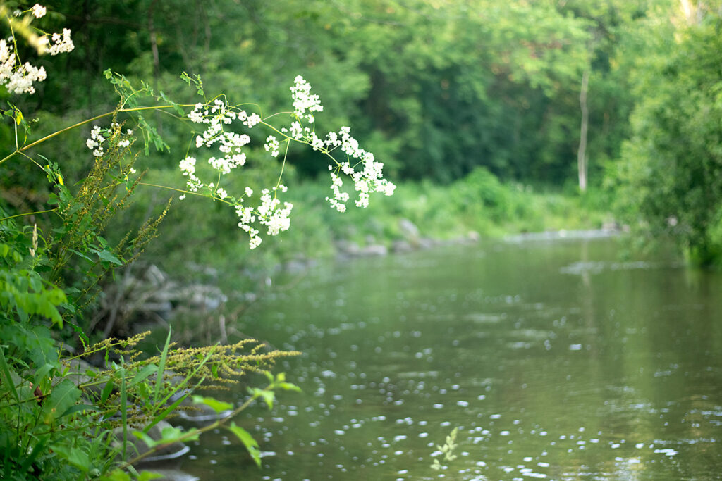 Flowers overhang the Ganaraska River at Sylvan Glen CA
