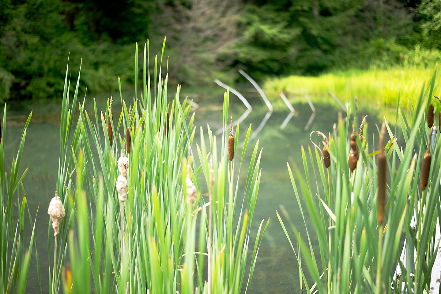 Cat tails at the Ganaraska Forest ponds