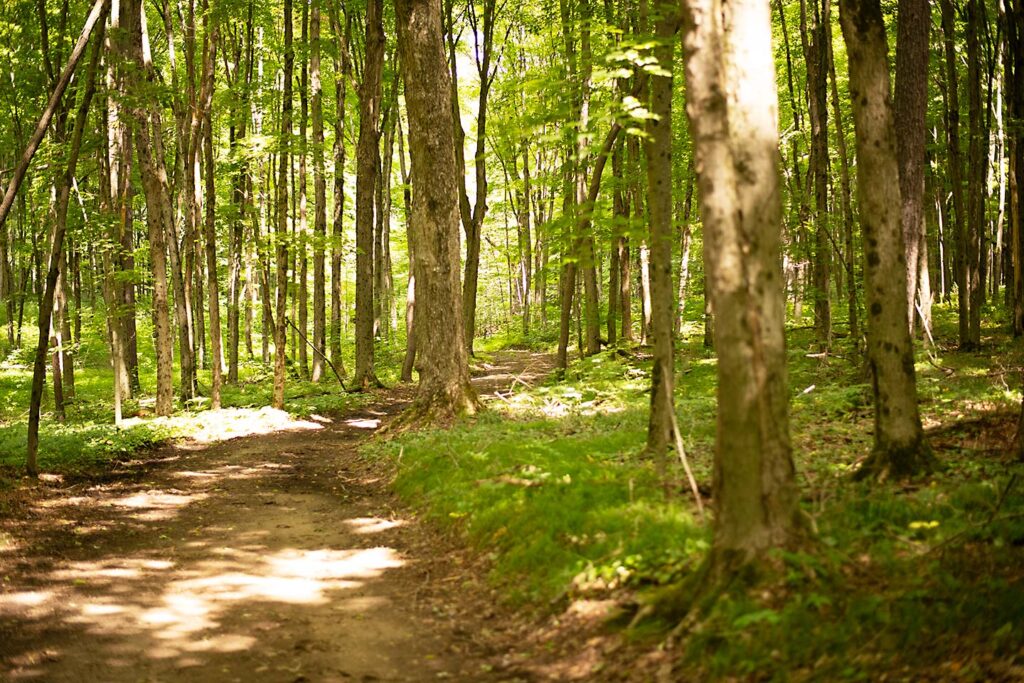 Trail winding through the Forest