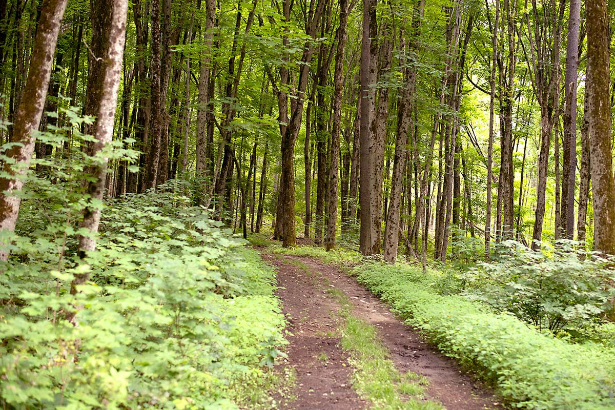 Double track trail in Central Ganaraska Forest