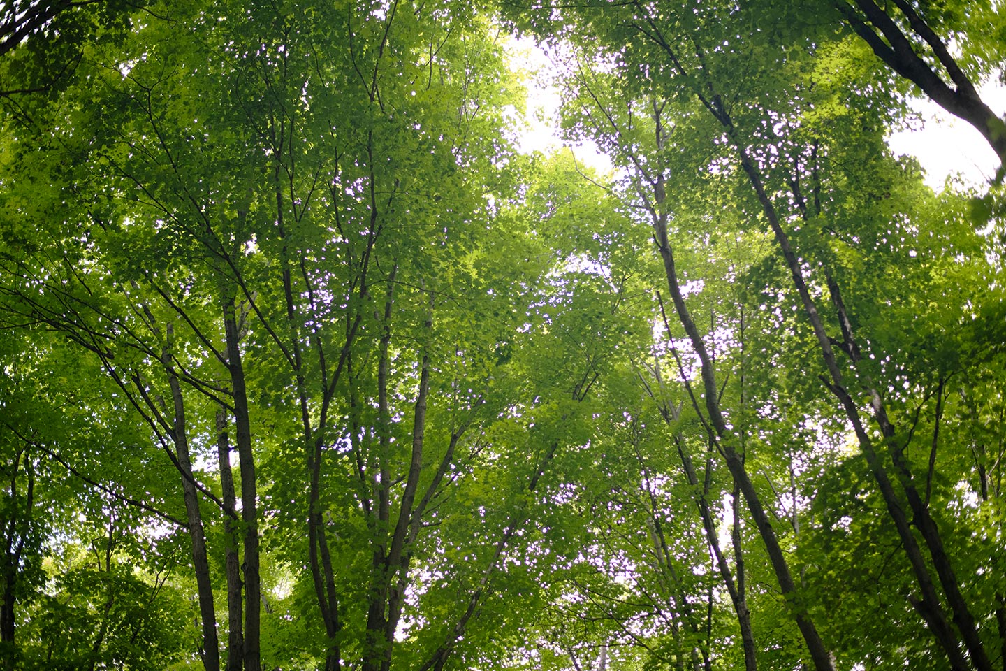 Forest understory