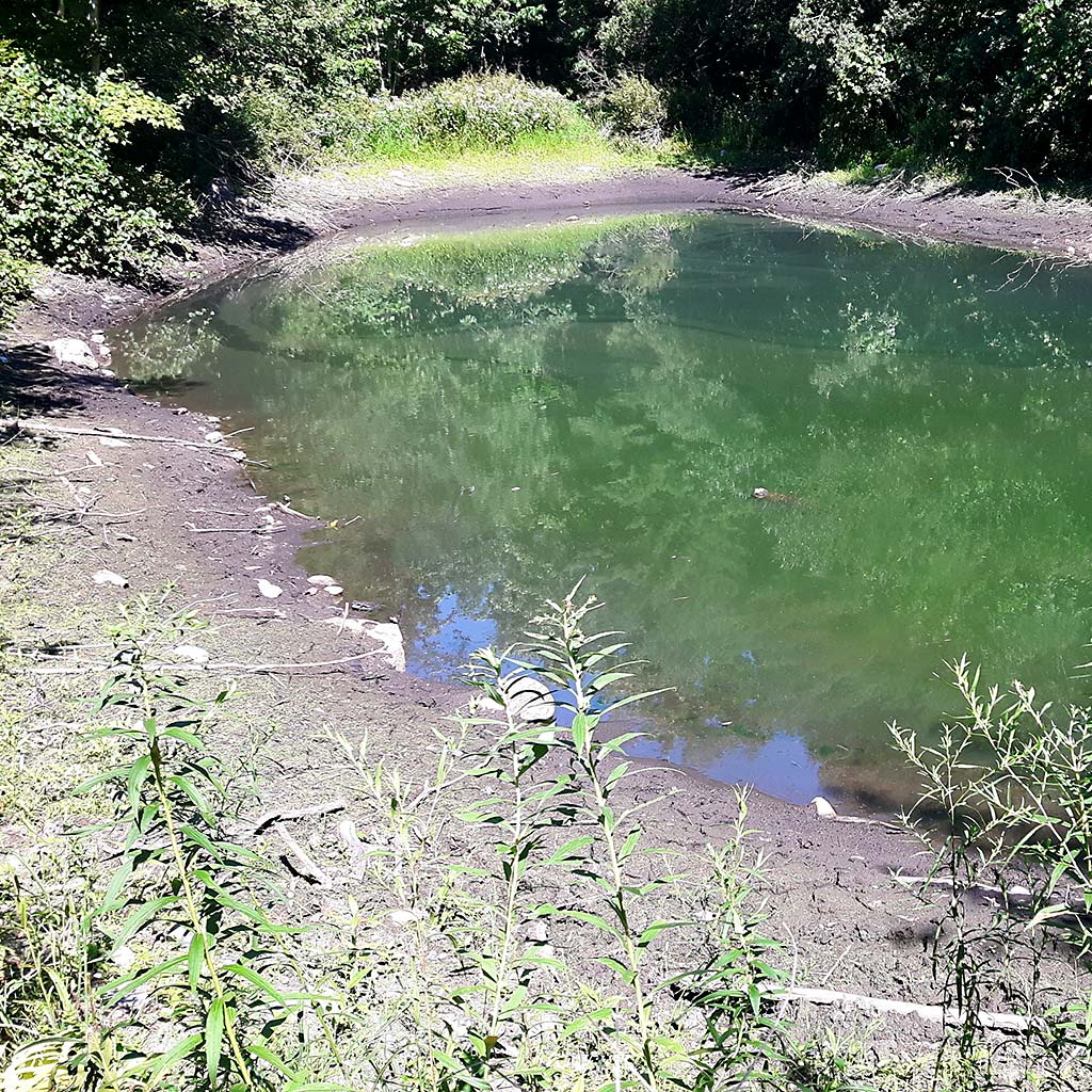 A pond with very low water levels