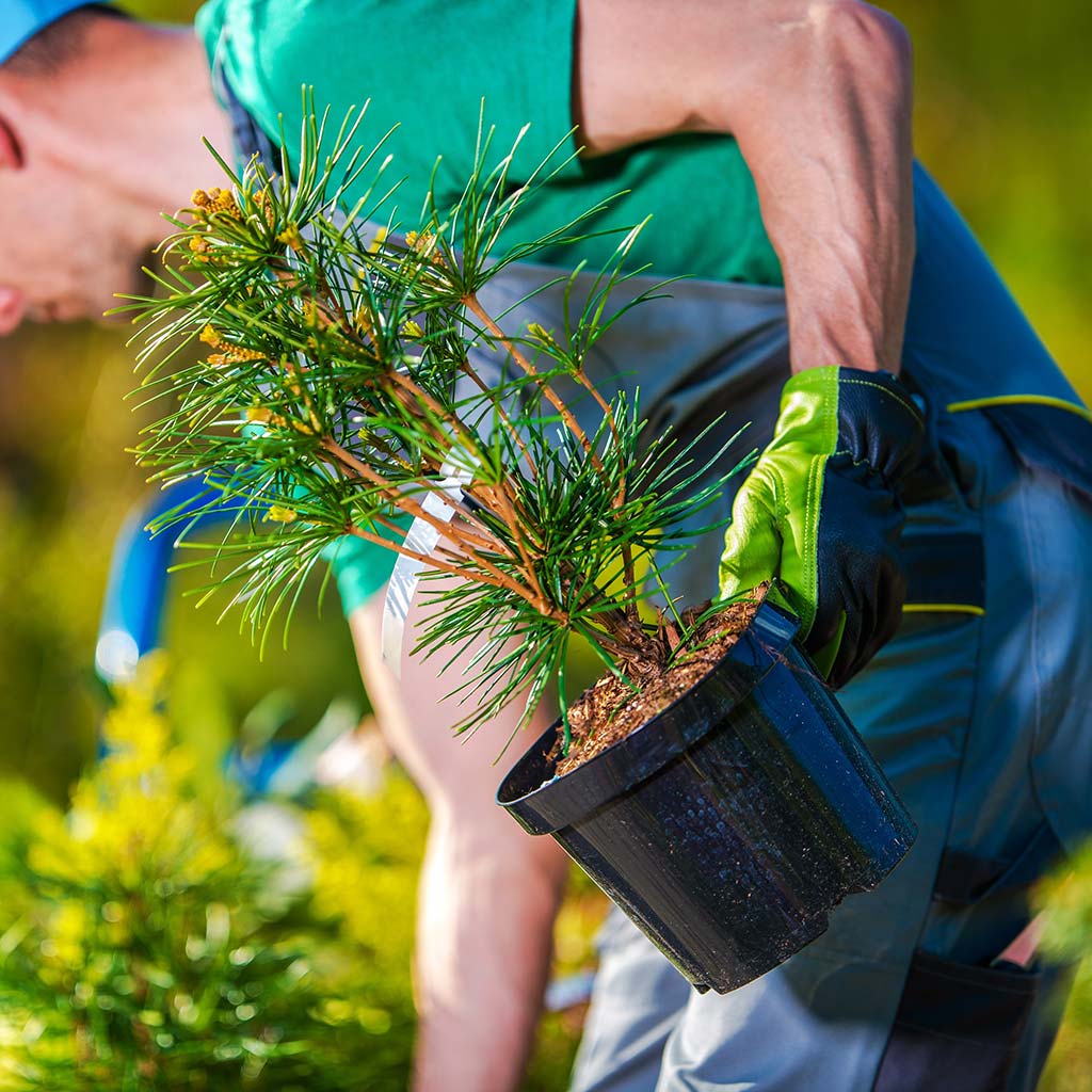 Moving potted trees for planting