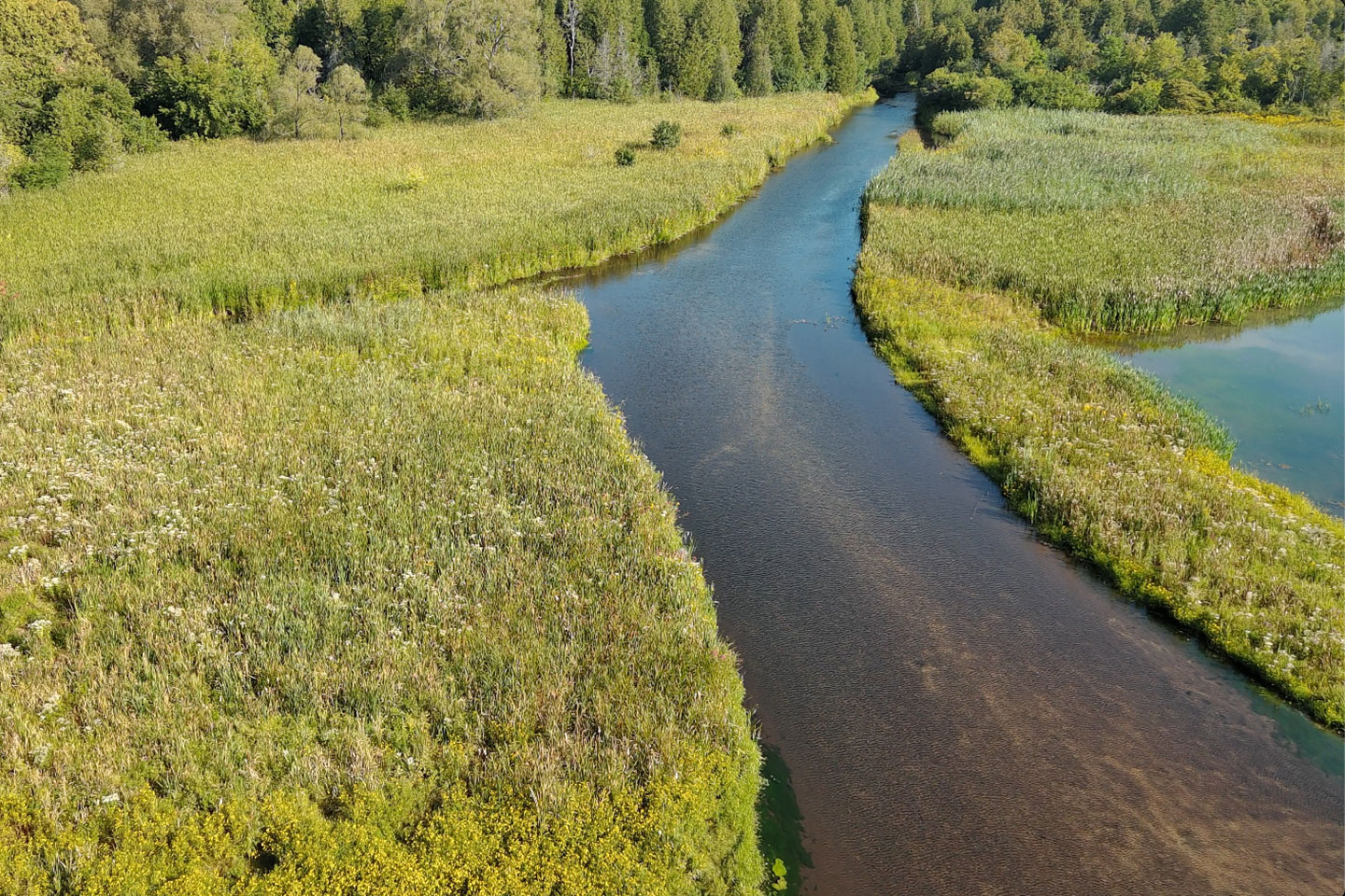 Aerial photo of wetlands and watercourse at Ball's Mill Conservation Area