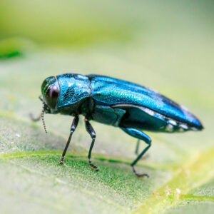 Emerald Ash Borer beetle on leaf