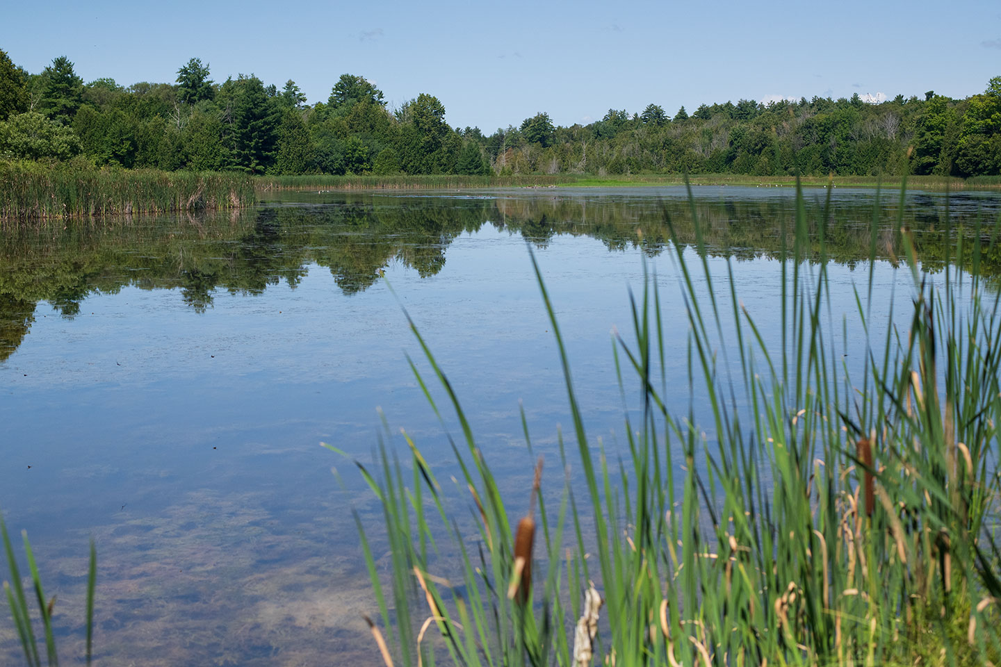 Northern portion of the Garden Hill Conservation Area Pond