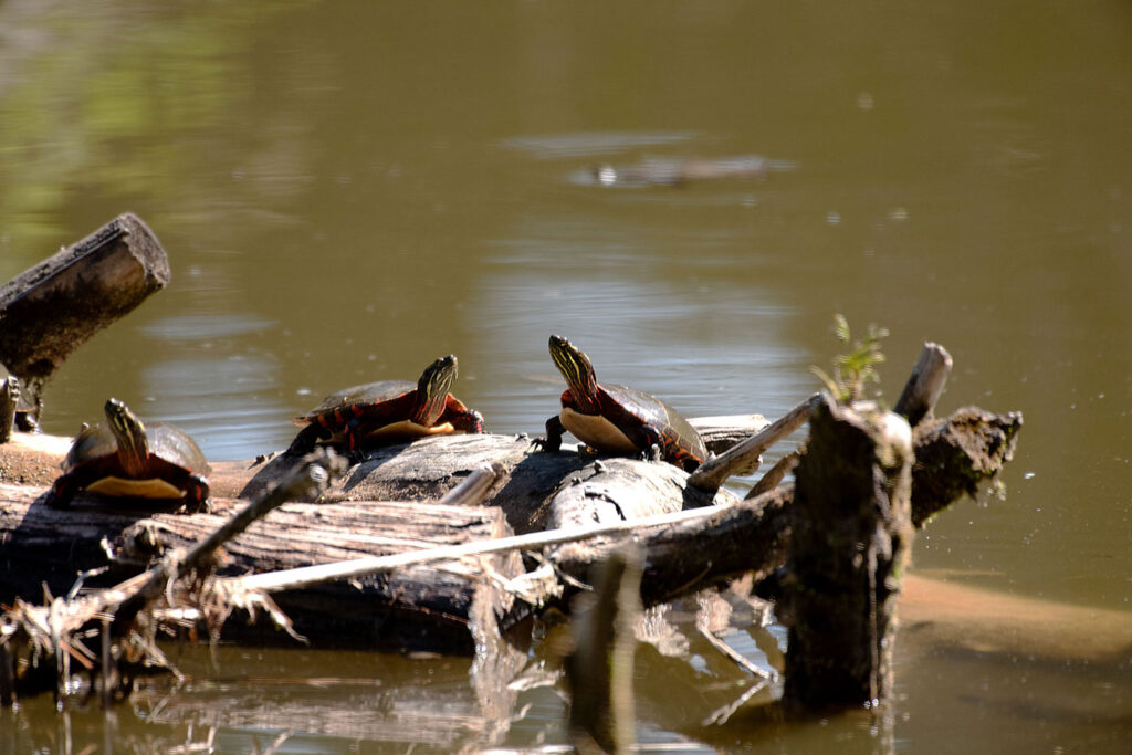 Painted turtles sunning themselves on a log at Garden Hill Conservation Area