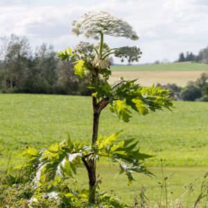 Giant Hogweed at the edge of a farmer's field
