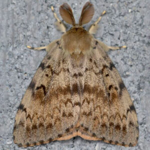 Spongy Moth, Credit Invasive Species Centre