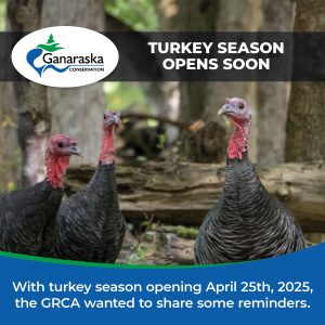 Turkey Season Opens Soon: With turkey season opening April 25th, 2025, the GRCA wanted to share some reminders.
