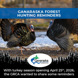 Ganaraska Forest Hunting Reminders: With turkey season opening April 25th, 2026, the GRCA wanted to share some reminders