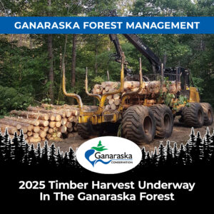 Ganaraska Forest Management: 2025 Timber Harvest Underway In the Ganaraska Forest