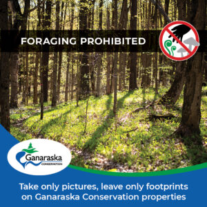 Foraging Prohibited: Take only pictures, leave only footprints on Ganaraska Conservation properties