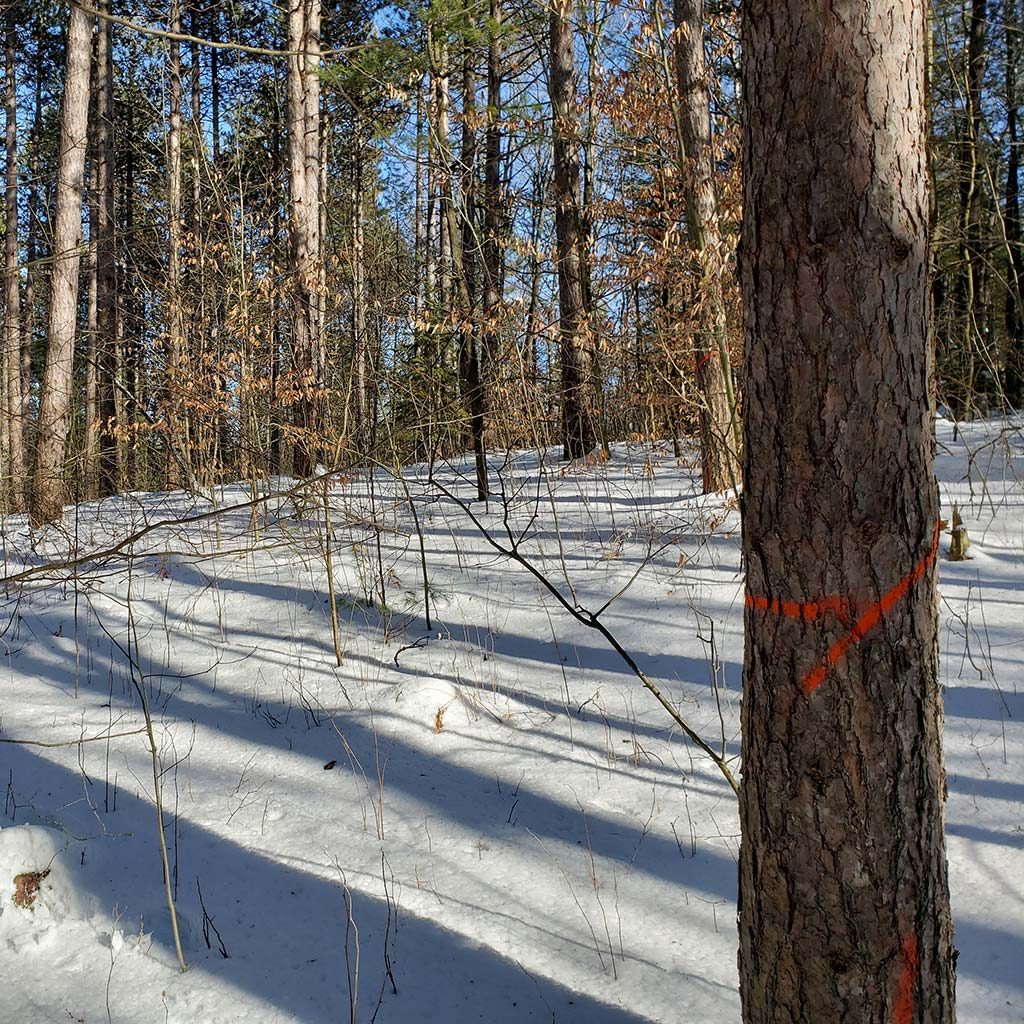 Step 4: A sale of standing timber is prepared based on the trees marked for harvest by the Tree Markers. Paperwork associated with the sale provides extra protections for the forest environment (e.g. no harvesting during the spring when the forest environment is sensitive to damage).