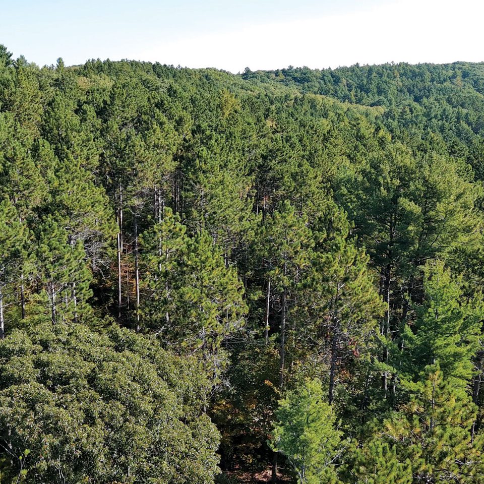 Aerial photo of trees in the Central Ganaraska Forest