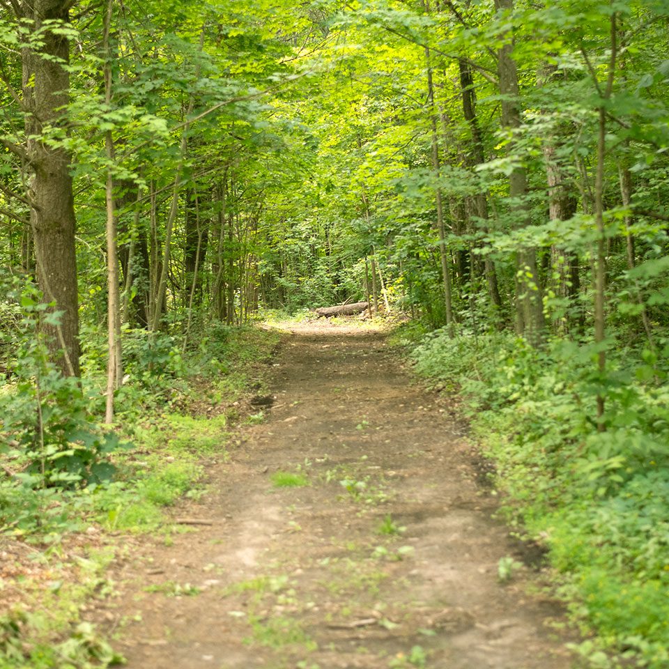 Double track trail in the Ganaraska Forest