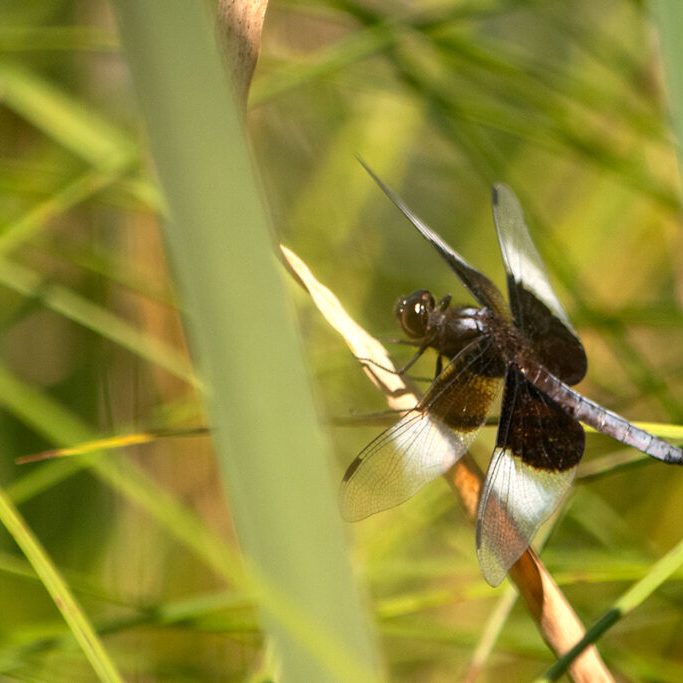 Widow Skimmer Dragonfly at Garden Hill Conservation Area