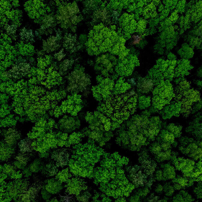 Forest Aerial