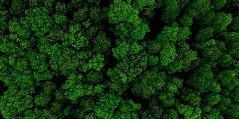 forest aerial