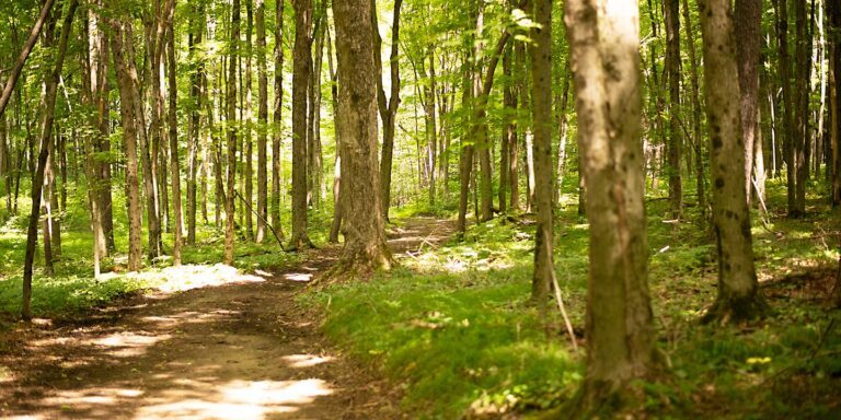 Trail winding through the Forest