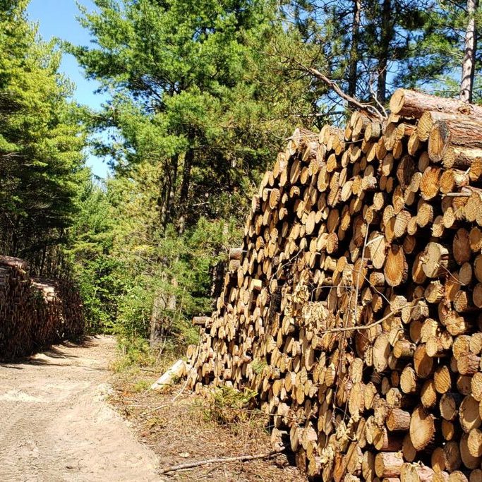 Harvested timber waiting to be removed from the Ganaraska Forest