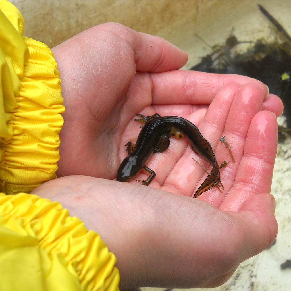 A student holds a salamander in the Ganaraska Forest