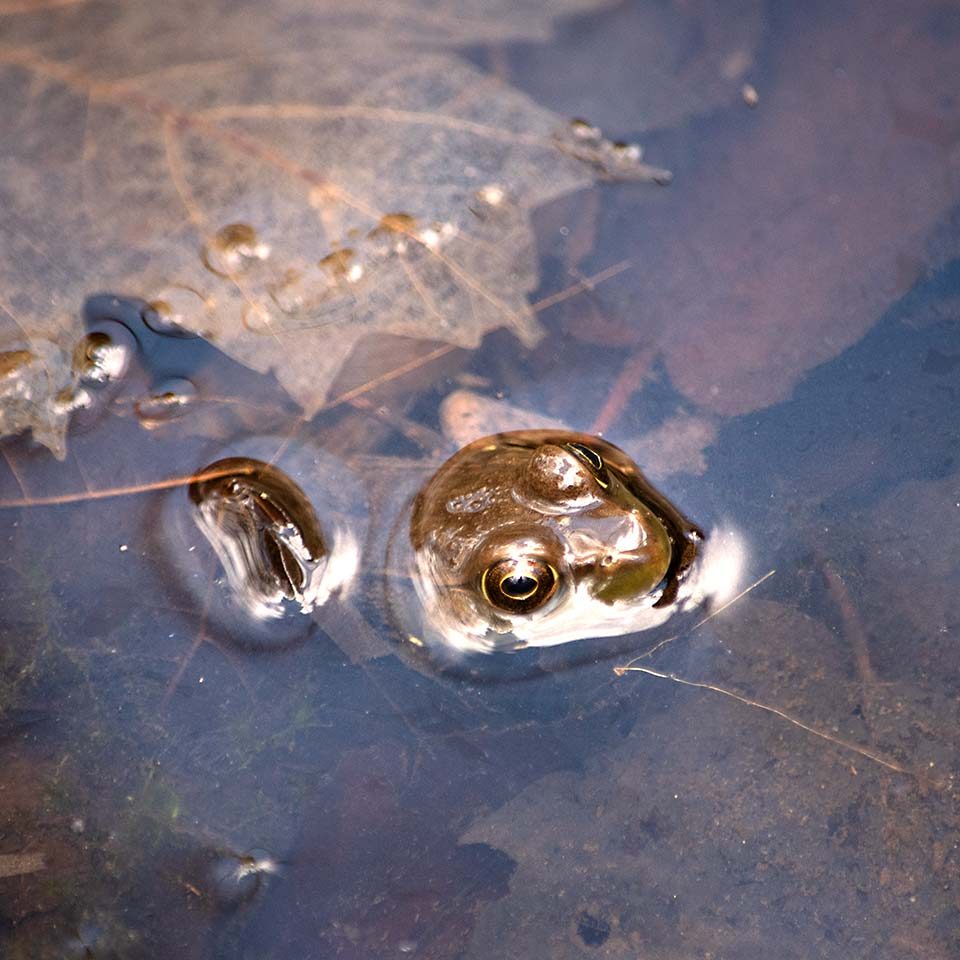 A frog floats in a pond in the Ganaraska Forest