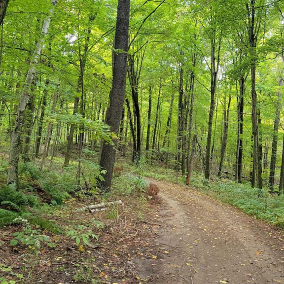 Dual-track trail in the Ganaraska Forest