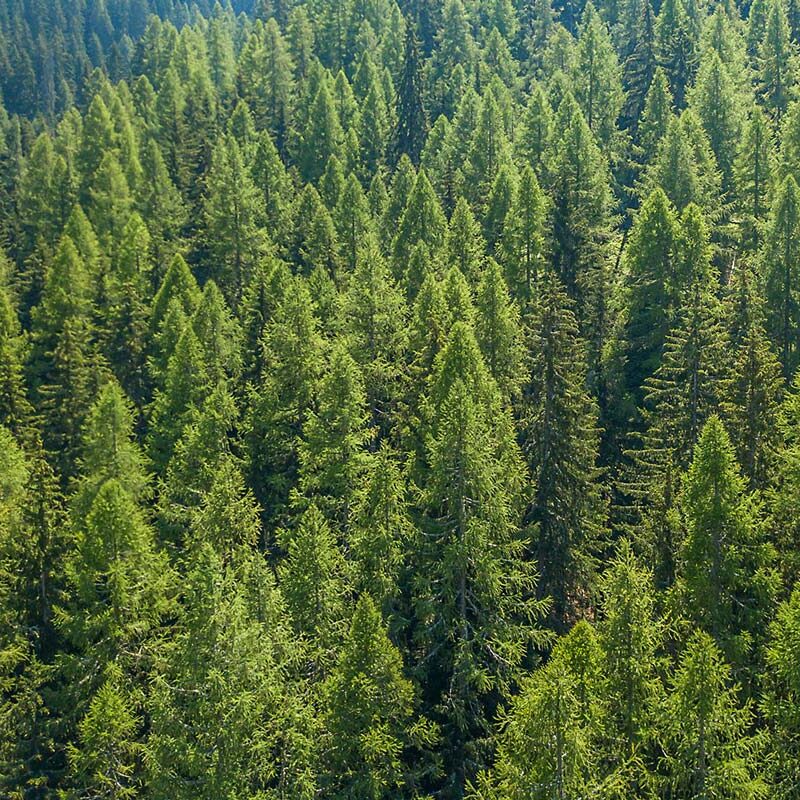 Ganraska-Forest Pine trees in the Ganaraska Forest