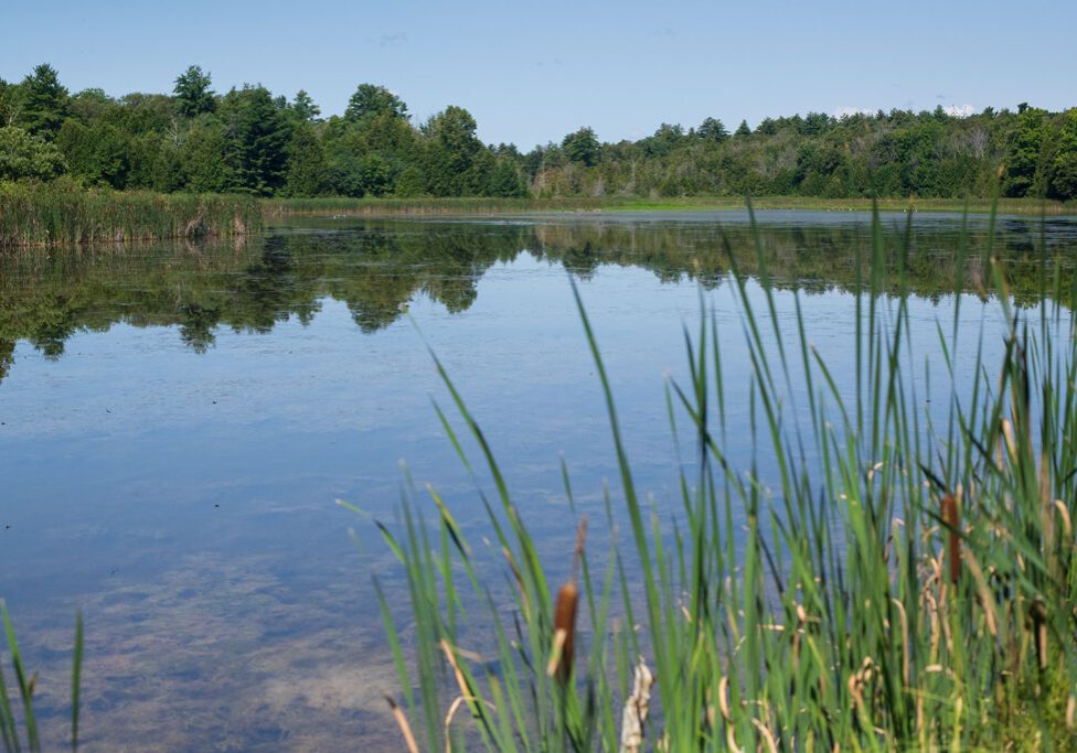 Northern portion of the Garden Hill Conservation Area Pond
