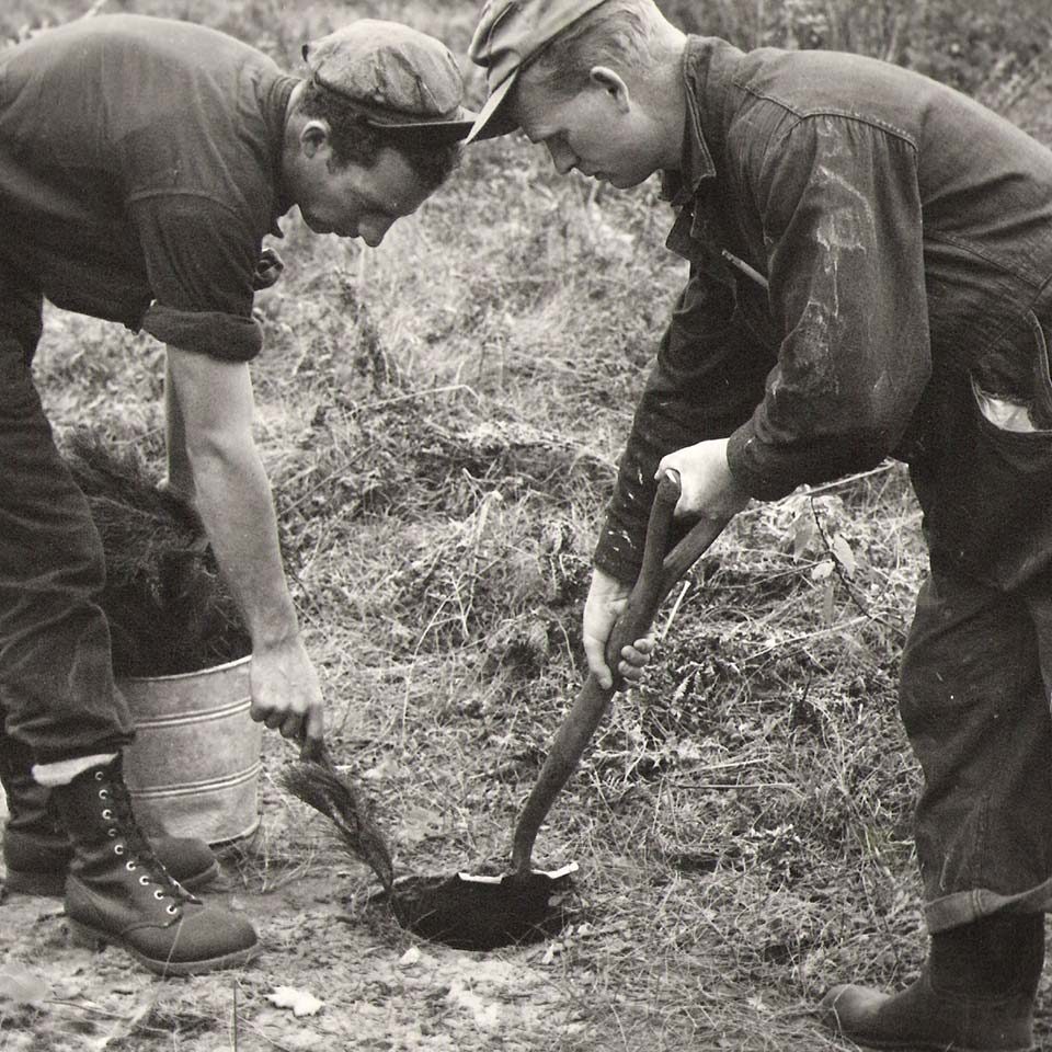 Workers plant some of the first trees in the restoration of the Ganaraska Forest