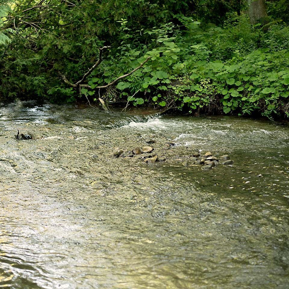 Hunter Creek running through Thurne Parks Conservation Area