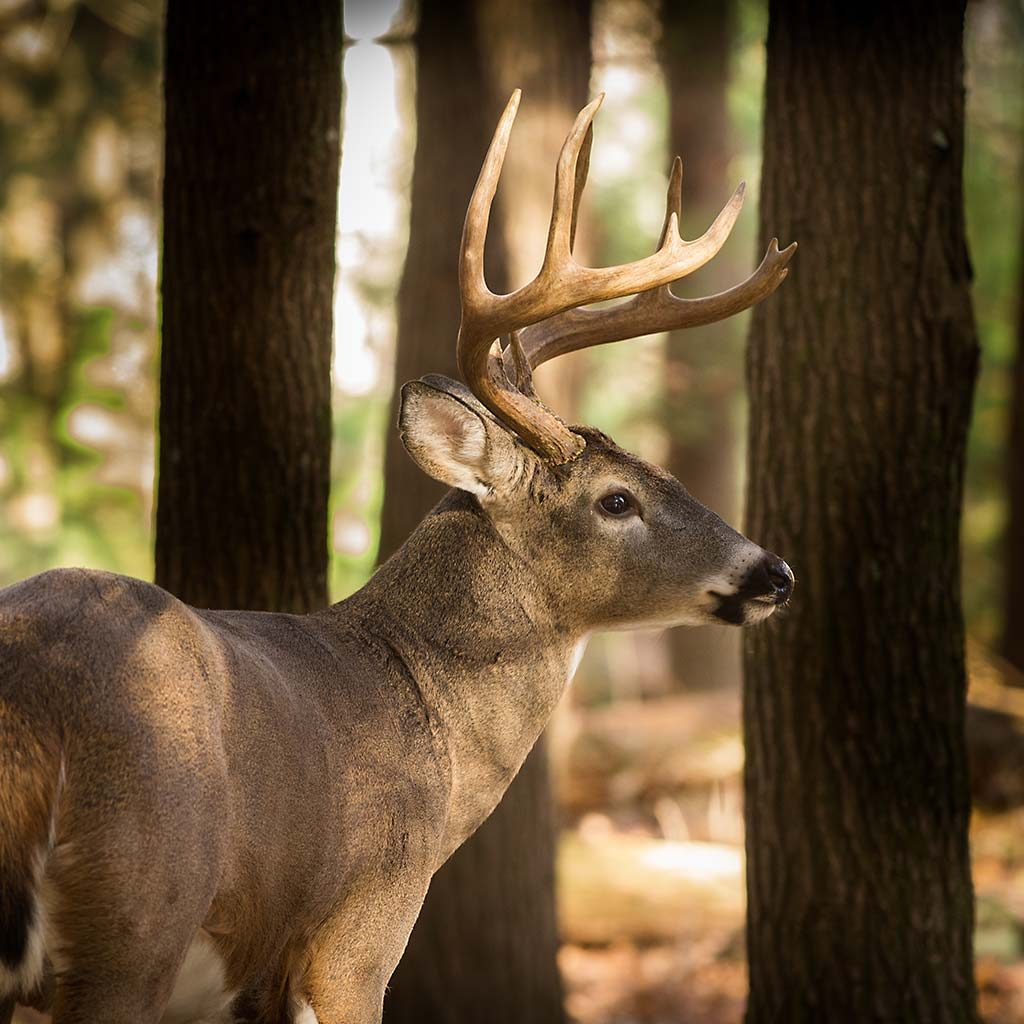 A whitetail buck in the Forest