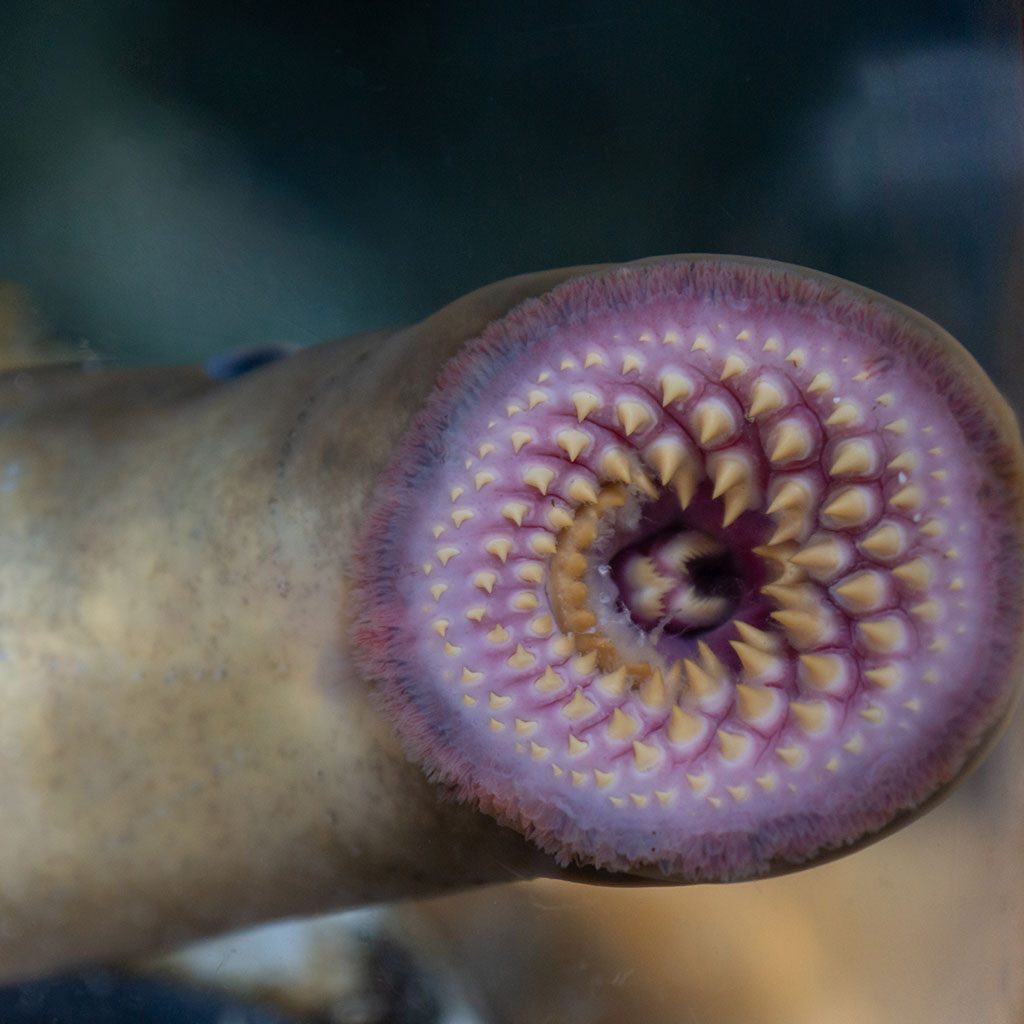 The teeth and sucker mouth of an invasive sea lamprey, used to attach itself to large fish, like salmon.