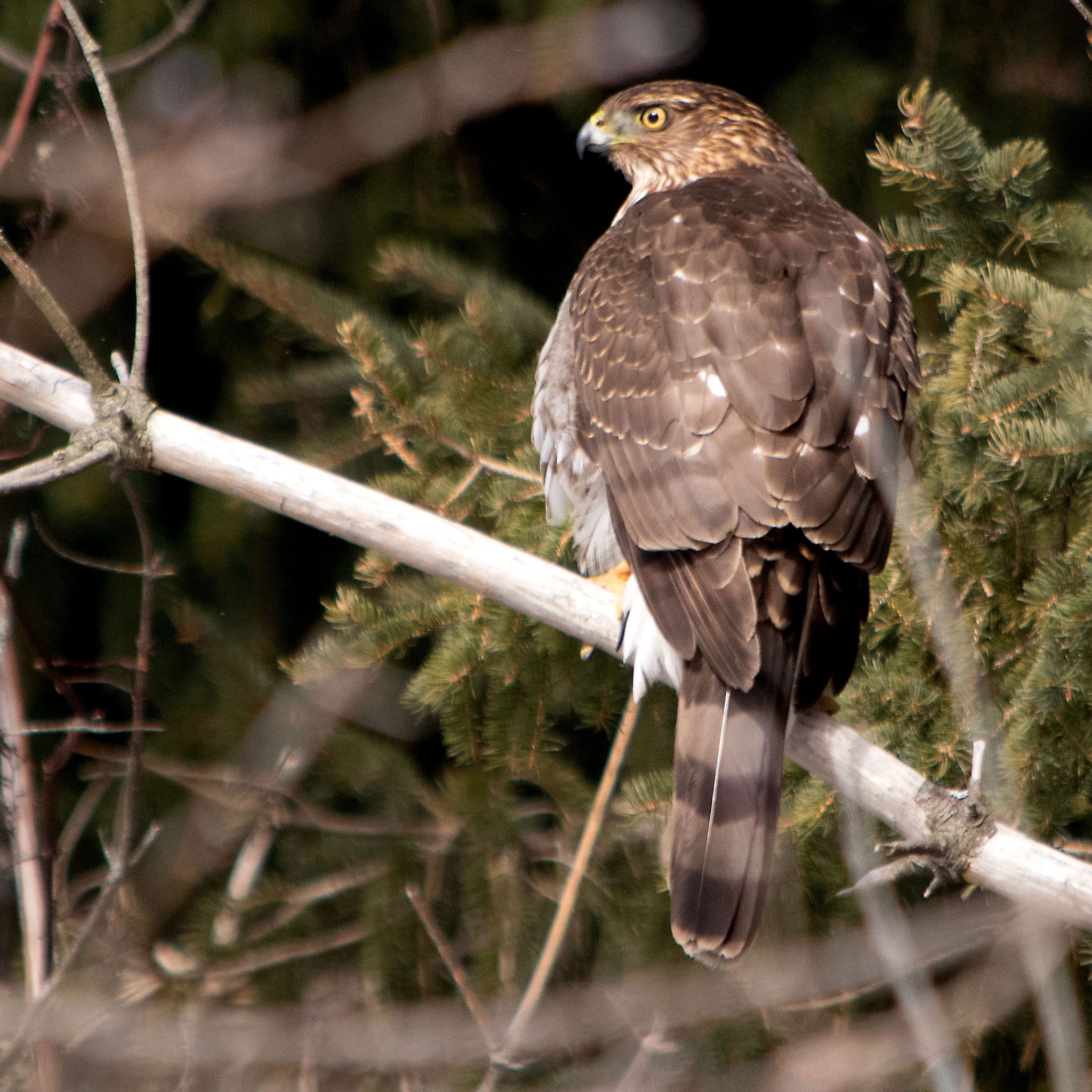 Juvenile Cooper's Hawk at Ganaraska Millennium Conservation Area