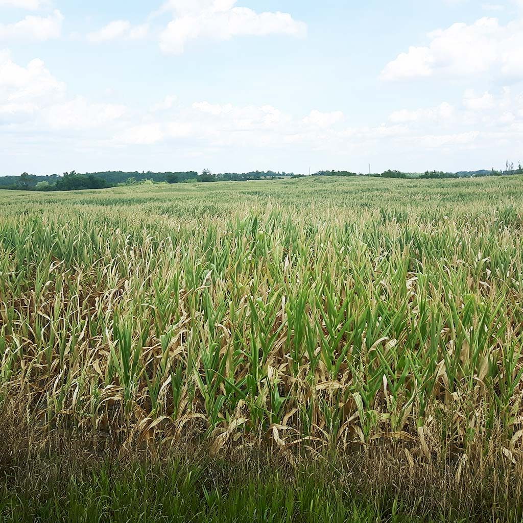 Crops during drought conditions