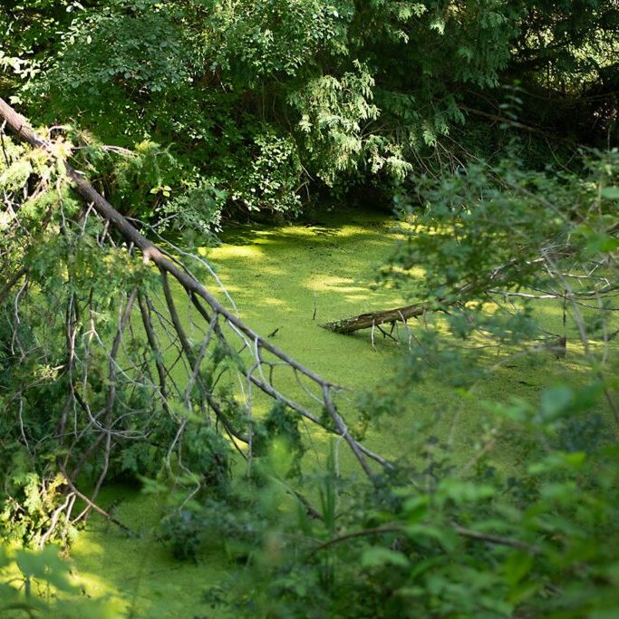 Pond With Algae