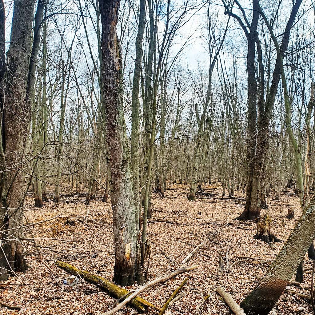 Silver Maple Marsh