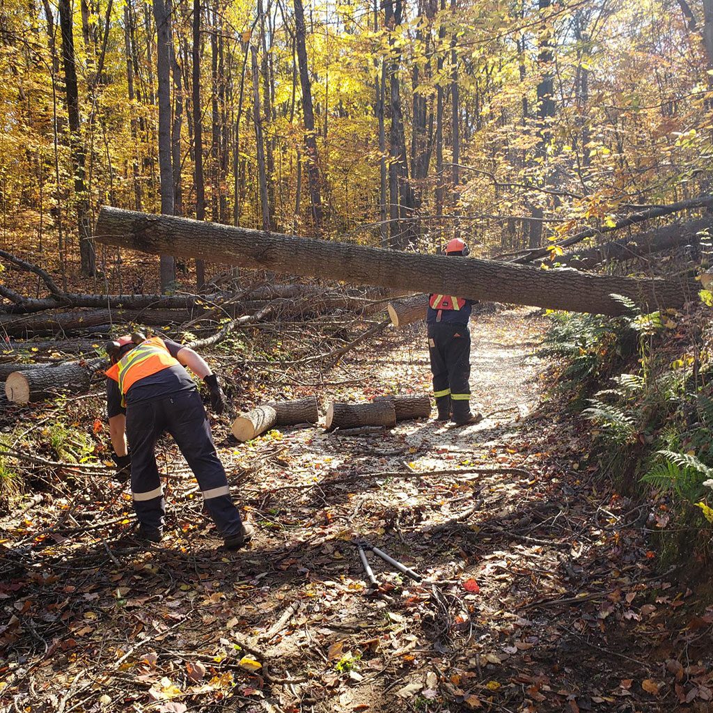 Staff clearing a trail blockage in the Ganaraska Forest