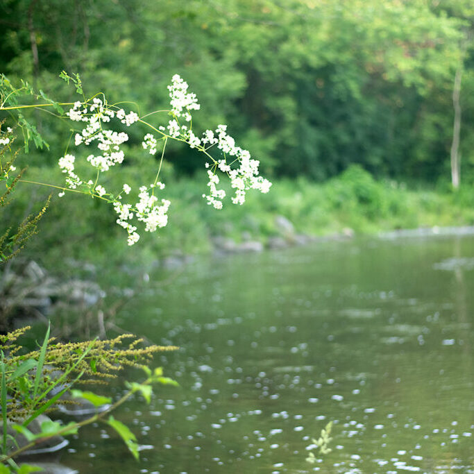 Flowers overhang the Ganaraska River at Sylvan Glen CA