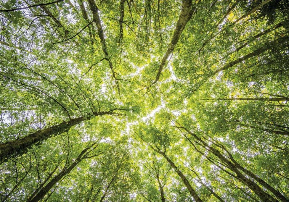 View from the ground of the tree canopy on a sunny day