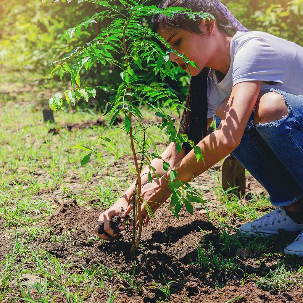 Transplanting trees