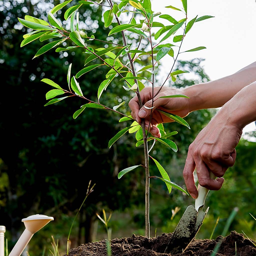 Tree Planting and Handling