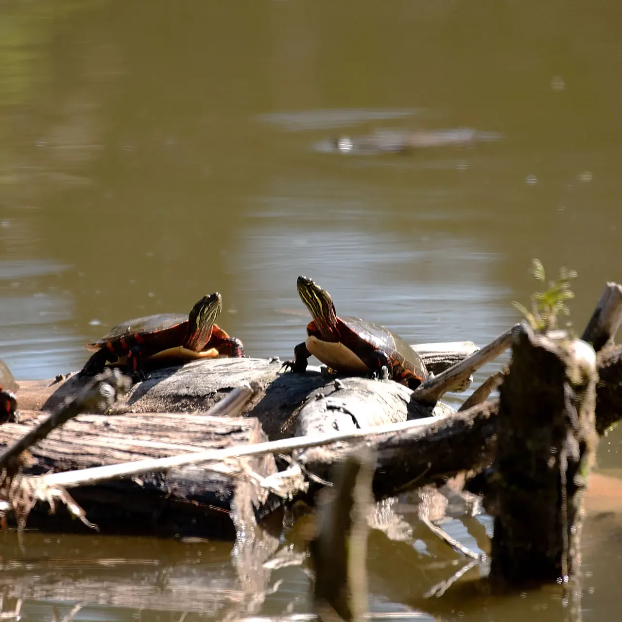 Painted turtles basked in the sun on a log in the Garden Hill laggoon