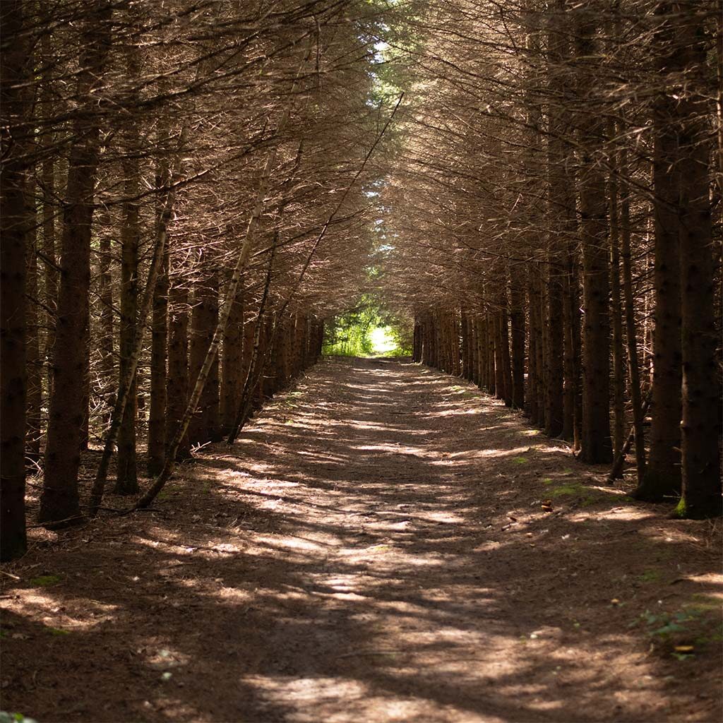 Path through trees