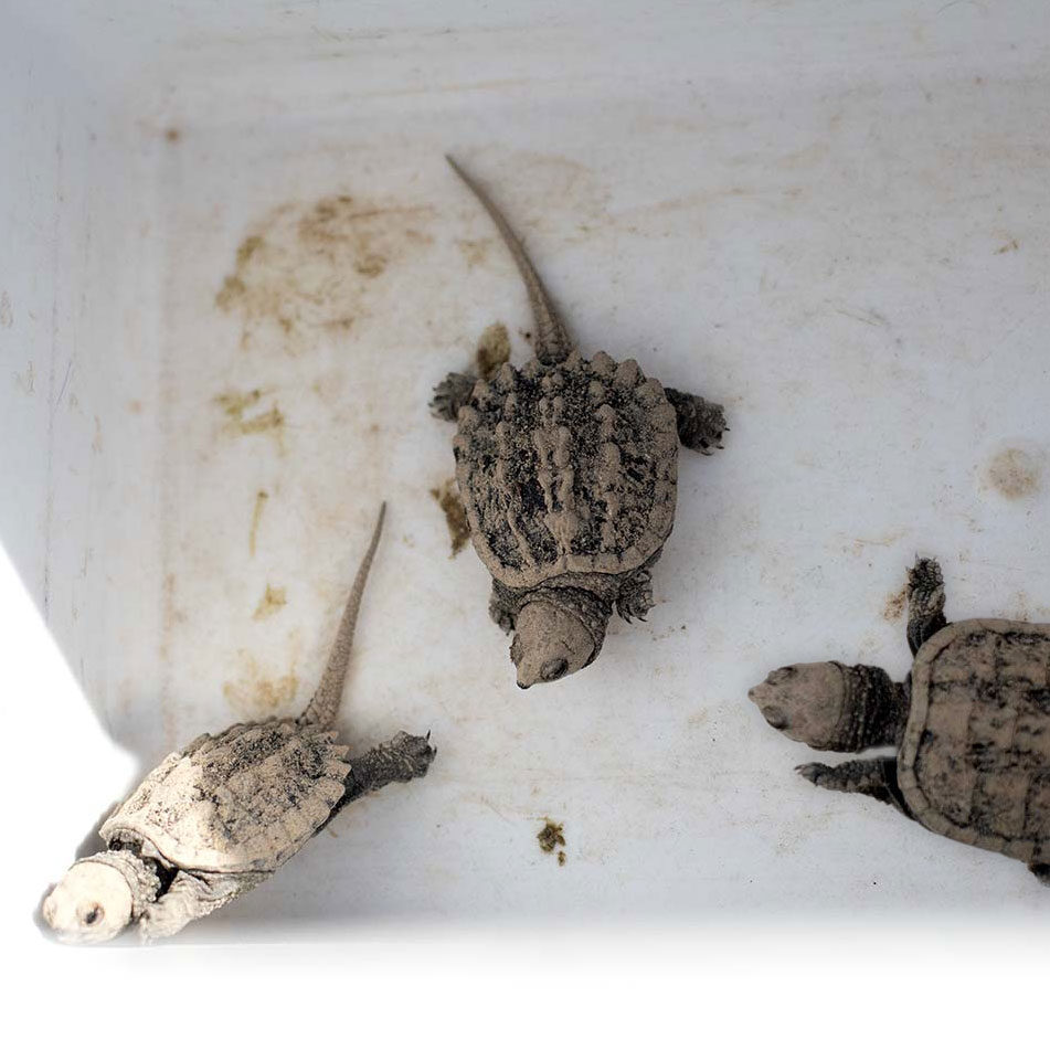 baby snapper dsc 1229 web